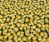 Lemons - Farmer John's Garden Party - Paintbrush Studio 100% Cotton Fabric