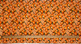Oranges - Farmer John's Garden Party - Paintbrush Studio 100% Cotton Fabric