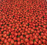 Strawberries - Farmer John's Garden Party - Paintbrush Studio 100% Cotton Fabric